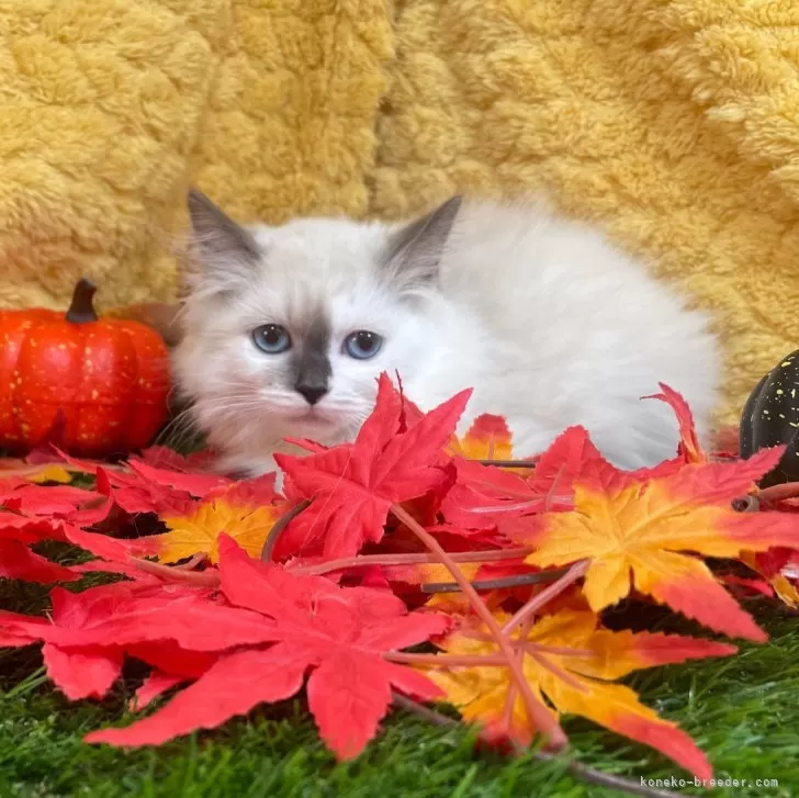 ID：2410-01124の子猫