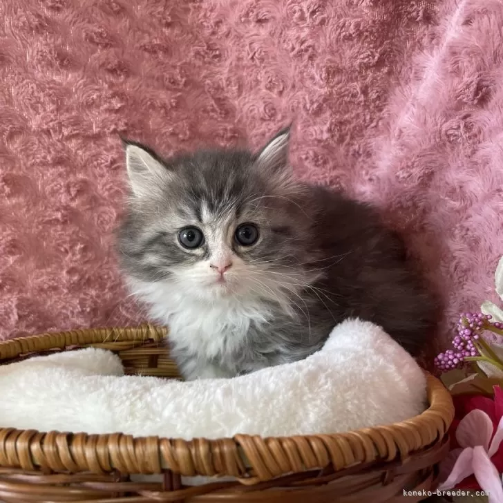 ID：2401-01431の子猫