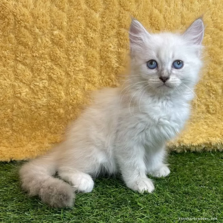 ID:2411-02586の子猫