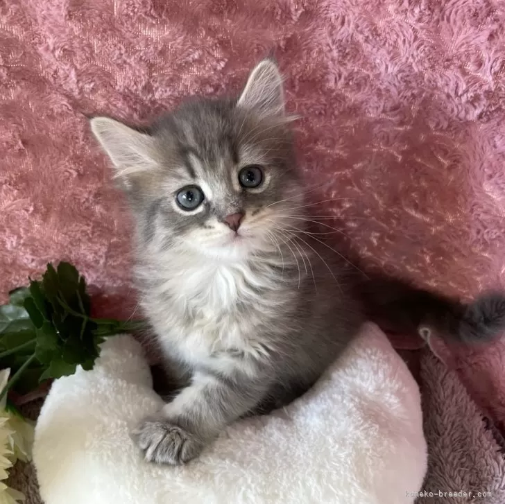 ID：2401-01427の子猫