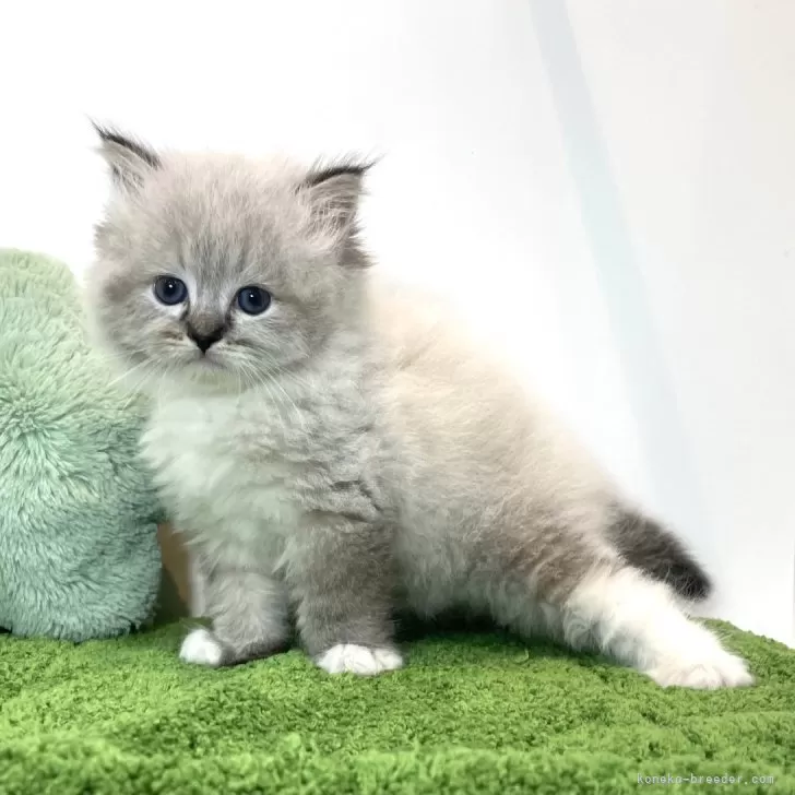 ID:2407-00168の子猫