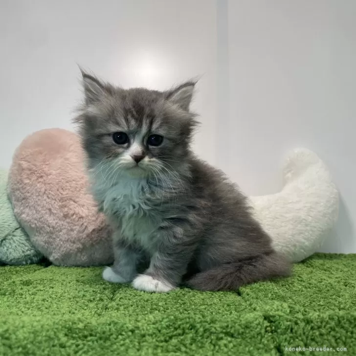 ID:2403-02449の子猫