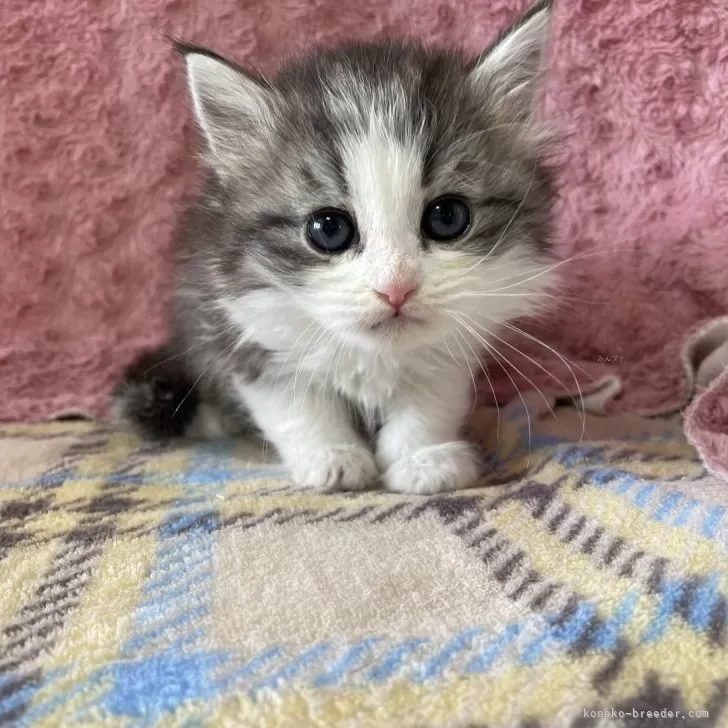 ID：2401-00572の子猫