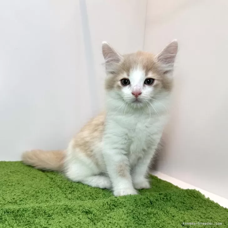 ID：2409-00055の子猫