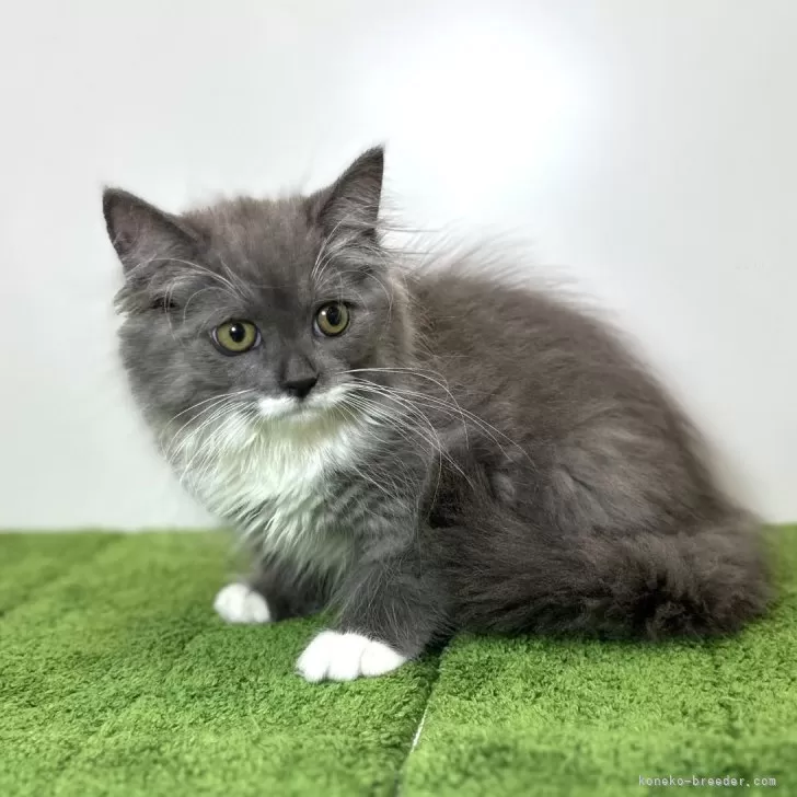 ID:2409-00061の子猫