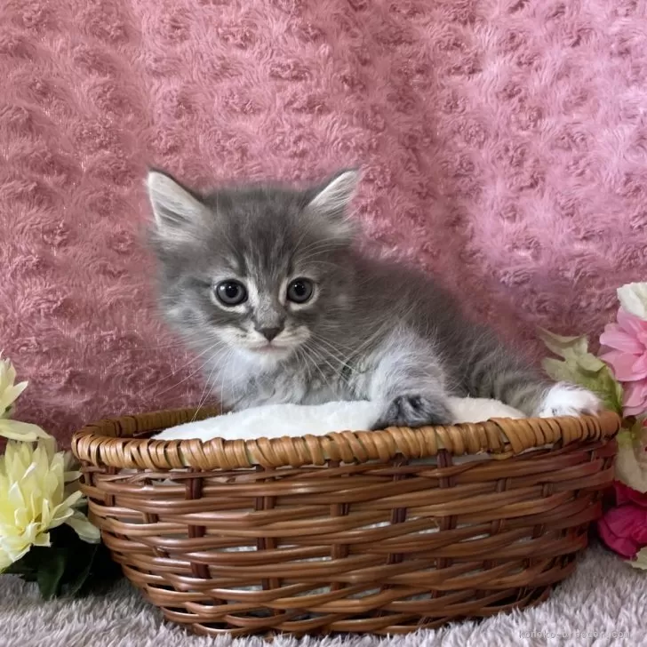 ID：2401-01236の子猫