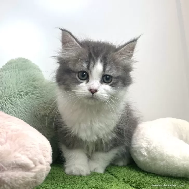 ID：2406-00966の子猫