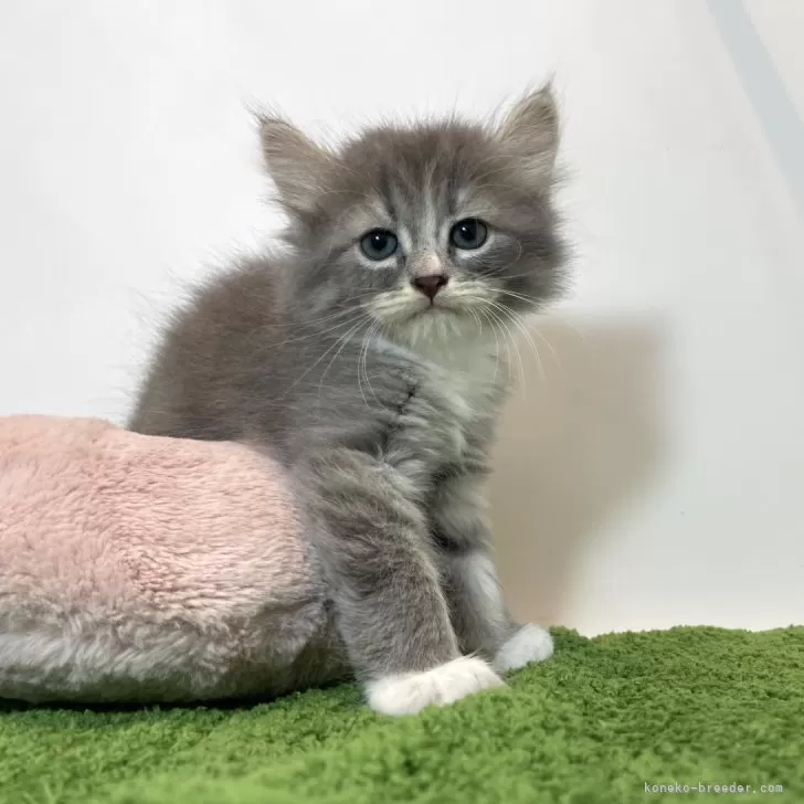 ID：2407-00197の子猫