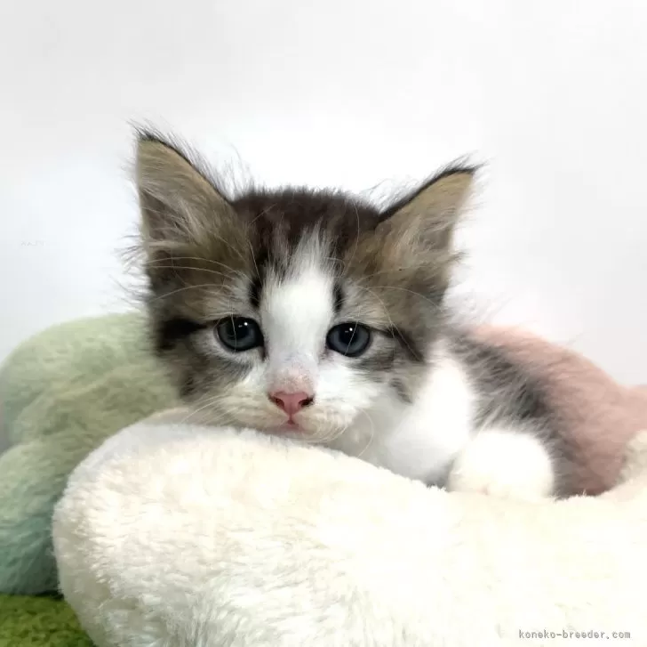 ID：2407-00196の子猫