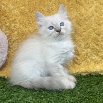 サイベリアン【山口県・女の子・2024年10月2日・ブルーリンクスポイント&ホワイト】の写真「キュートなお顔の女の子⭐︎当社管理番号112305」