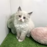 サイベリアン【山口県・男の子・2024年6月12日・ブルーポイント&バイカラー】の写真1