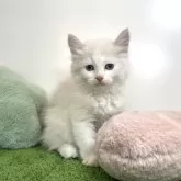 サイベリアン【山口県・女の子・2024年6月12日・ブルーリンクスポイント&ホワイト】の写真1