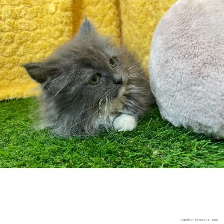 ID：2505-00970の子猫