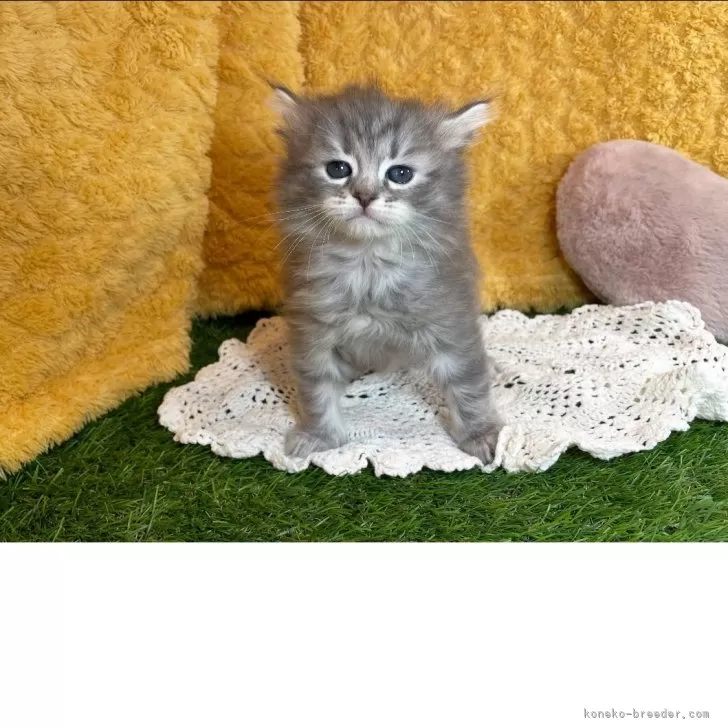 ID：2505-00971の子猫