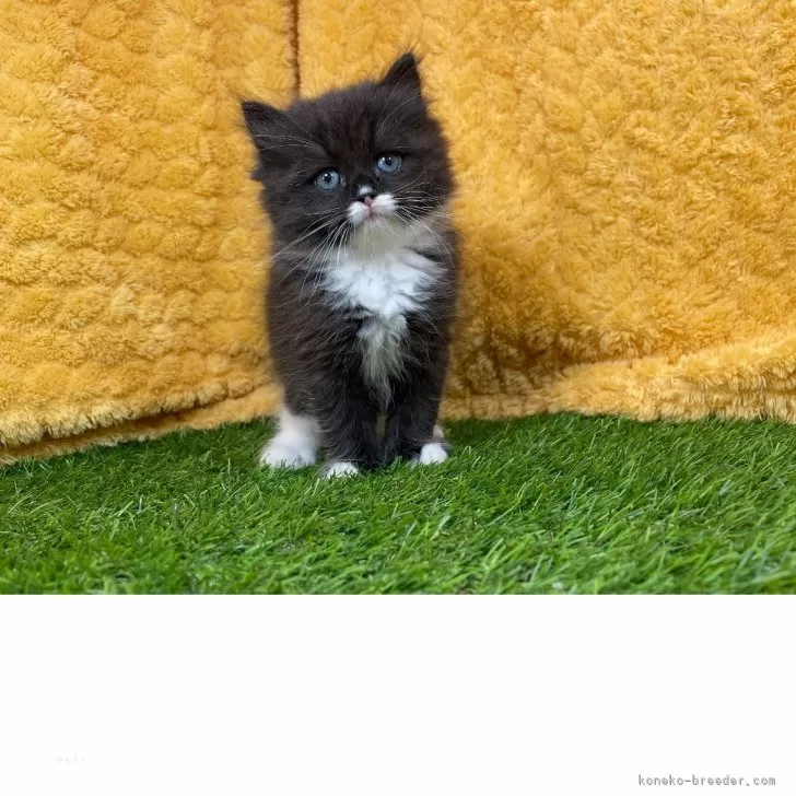 ID:2505-00085の子猫