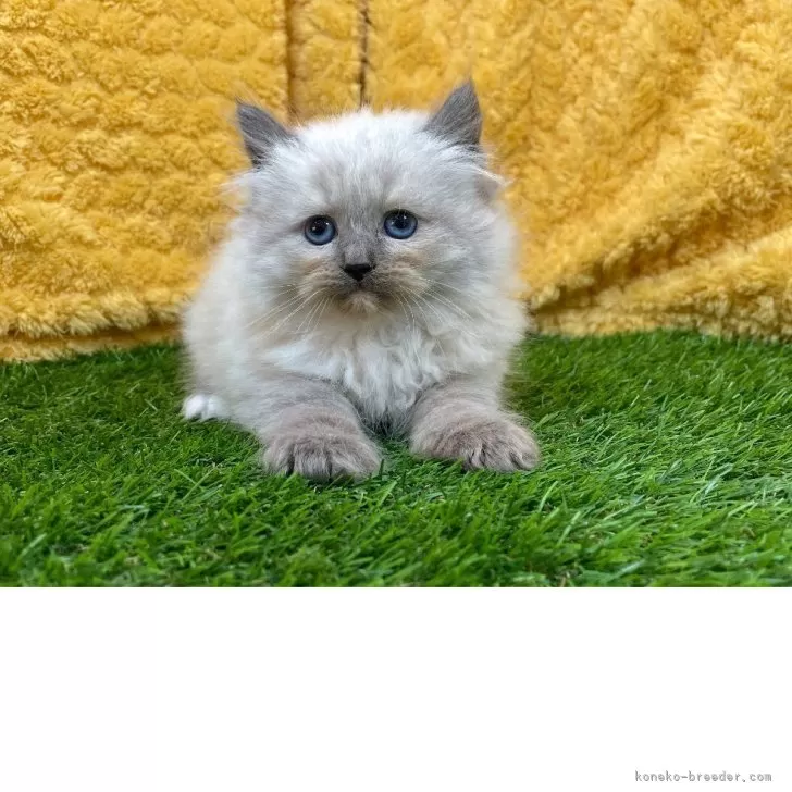 ID:2505-00073の子猫