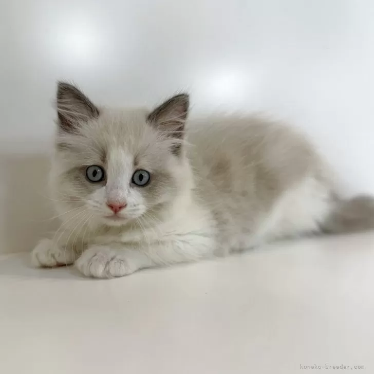 ID:2507-00546の子猫