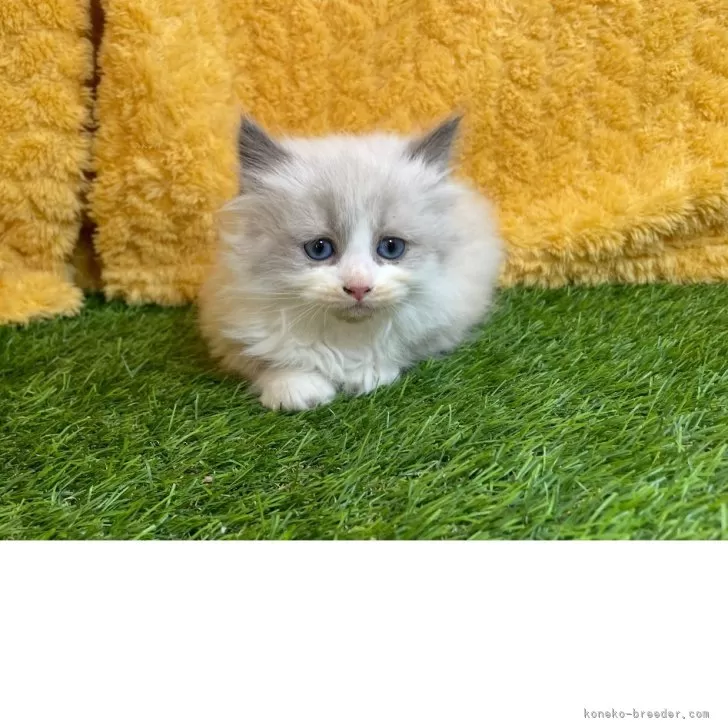 ID:2505-00083の子猫