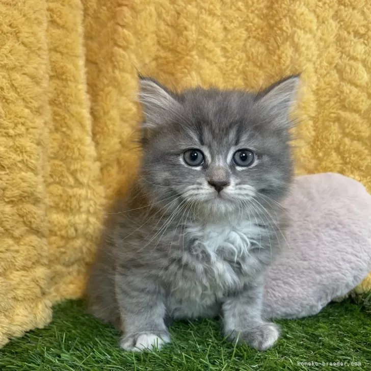 ID:2501-01239の子猫