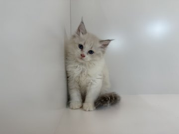 サイベリアン【山口県・男の子・2025年8月3日・ブルーリンクスポイント&ホワイト】の写真「キレイなおめめの男の子⭐︎当社管理番号100103」