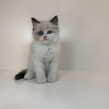 サイベリアン【山口県・女の子・2025年8月9日・シールポイントバイカラー】の写真「クールなお姫様⭐︎当社管理番号100106」