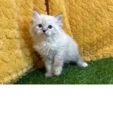 サイベリアン【山口県・女の子・2025年3月25日・ブルーリンクスポイント&ホワイト】の写真1