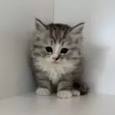 サイベリアン【山口県・男の子・2025年7月23日・シルバータビー&ホワイト】の写真1