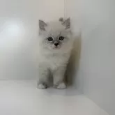 サイベリアン