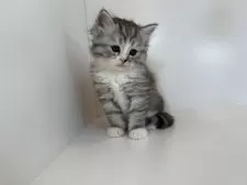 サイベリアン【山口県・男の子・2025年7月23日・シルバータビー&ホワイト】の写真2