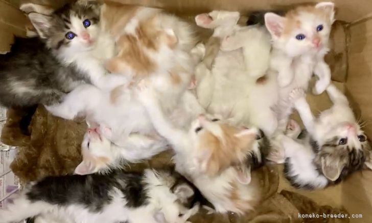 栗原　隆之助(くりはら　りゅうのすけ)ブリーダー(静岡県・ノルウェージャンフォレストキャット・ICC登録)の紹介写真2