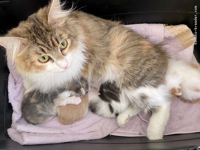 栗原　隆之助(くりはら　りゅうのすけ)ブリーダー(静岡県・ノルウェージャンフォレストキャット・ICC登録)の紹介写真3