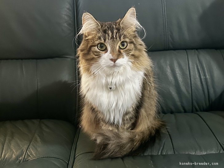 栗原　隆之助(くりはら　りゅうのすけ)ブリーダー(静岡県・ノルウェージャンフォレストキャット・ICC登録)の紹介写真6