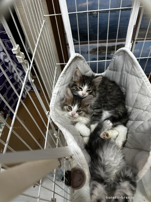 栗原　隆之助(くりはら　りゅうのすけ)ブリーダー(静岡県・ノルウェージャンフォレストキャット・ICC登録)の紹介写真9