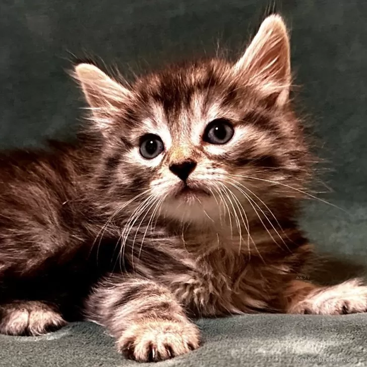 ID:2312-00591の子猫