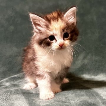 ノルウェージャンフォレストキャット【静岡県・女の子・2023年10月15日・キャリコ】の写真「成長が楽しみです☺️」