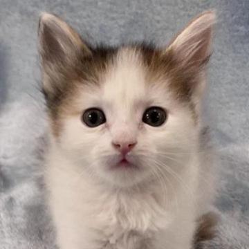 ノルウェージャンフォレストキャット【静岡県・女の子・2022年12月1日・キャリコ】の写真「可愛い女の子です🥰」