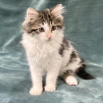 ノルウェージャンフォレストキャット【静岡県・女の子・2022年12月4日・ブラウンタビー&ホワイト】の写真「可愛い女の子です。」