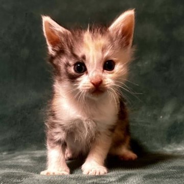 ノルウェージャンフォレストキャット【静岡県・女の子・2023年10月15日・キャリコ】の写真「小柄な女の子元気いっぱいです😄」