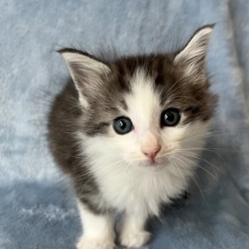 ノルウェージャンフォレストキャット【静岡県・男の子・2023年6月17日・シルバータビー&ホワイト】の写真「元気な男の子✨」