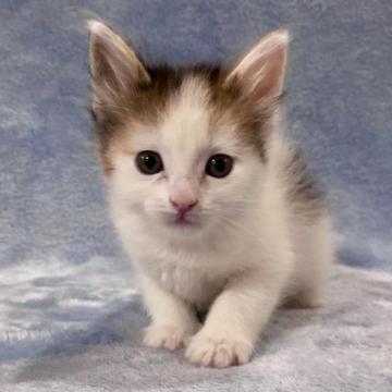 ノルウェージャンフォレストキャット【静岡県・女の子・2022年12月1日・キャリコ】の写真「可愛い女の子です🥰」