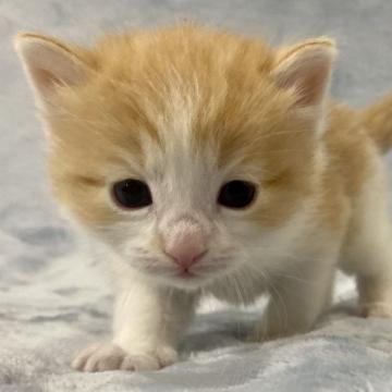 ノルウェージャンフォレストキャット【静岡県・男の子・2022年12月1日・レッドタビー&ホワイト】の写真「かっこいい男の子です⭐️」