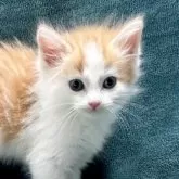 ノルウェージャンフォレストキャット【静岡県・男の子・2024年6月20日・レッドタビー&ホワイト】の写真1「ハチワレ綺麗😍ノルウェージャンらしくかっこいい子に成長します」