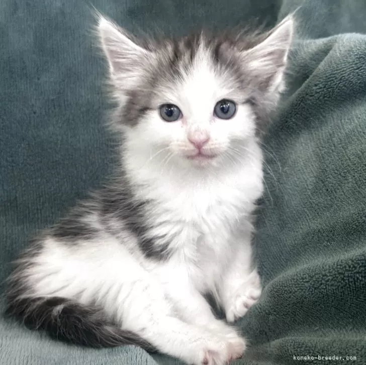 ID:2506-02823の子猫
