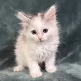 ノルウェージャンフォレストキャット