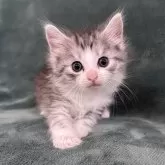 ノルウェージャンフォレストキャット