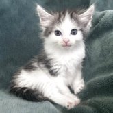 ノルウェージャンフォレストキャット