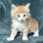 ノルウェージャンフォレストキャット【静岡県・男の子・2025年3月27日・レッドマッカレルタビー&ホワイト】の写真4