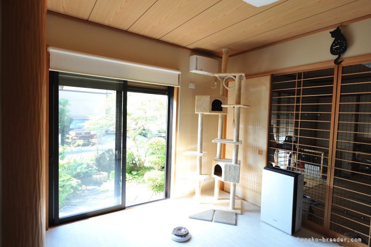 自由にすごしてます｜伊藤　茂美(いとう　しげみ)ブリーダー(埼玉県・ラグドール・ICC登録)の紹介写真8