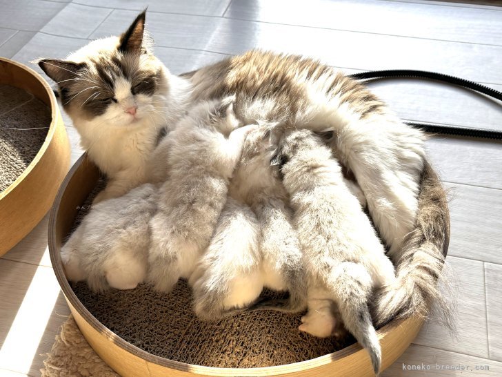 伊藤茂美ブリーダーのブログ：元気にすくすくと育っています！！