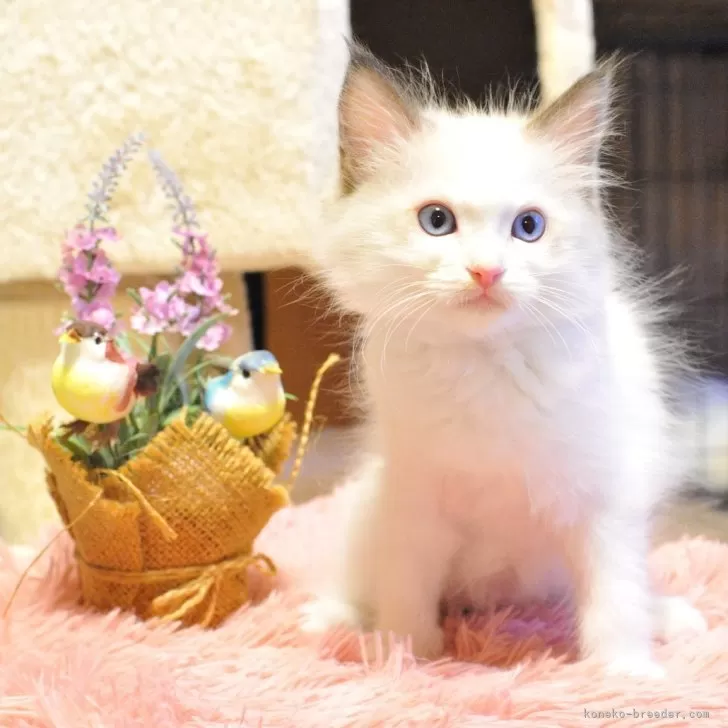 ID:2407-00528の子猫